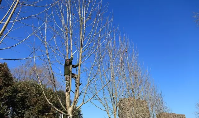高空作業(yè)車